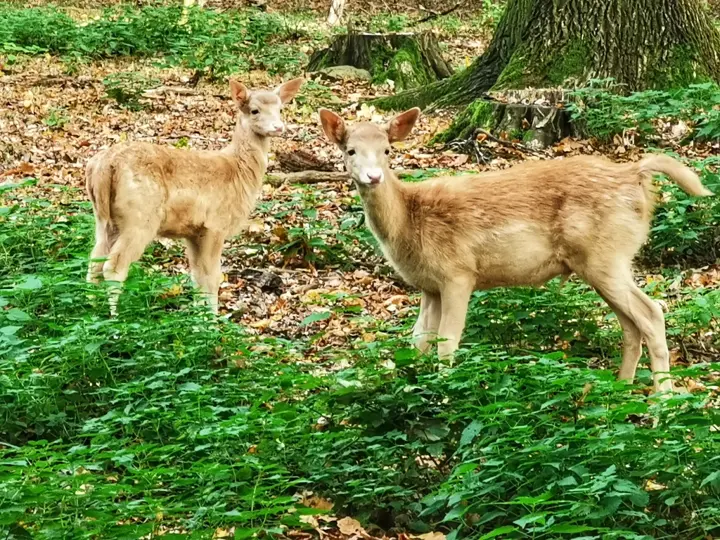 Wildgehege Moritzburg