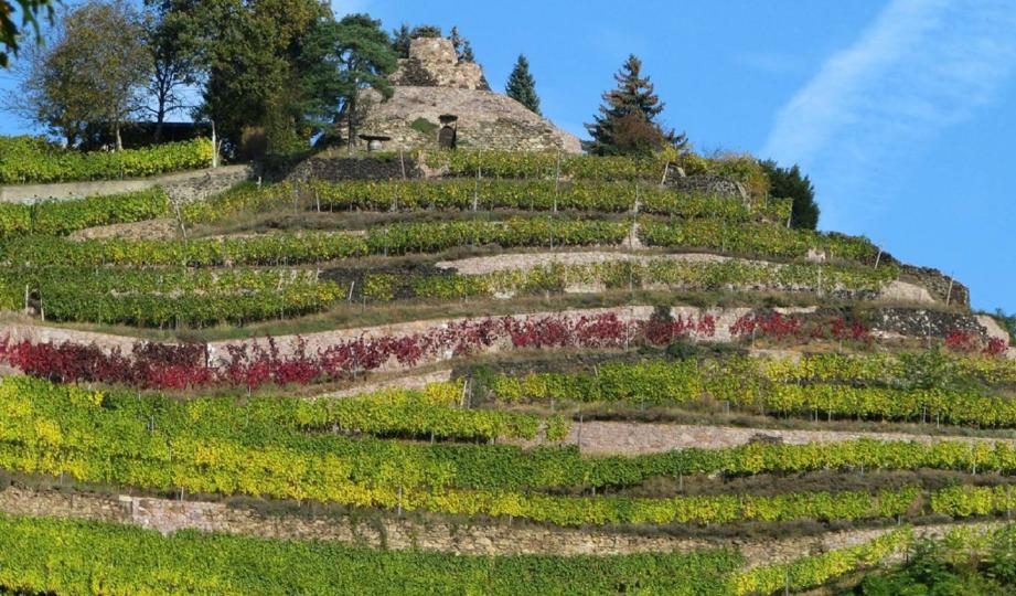 Weingut DREI HERREN