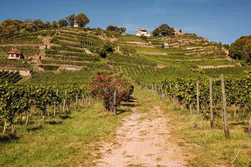 Weinberge-Tour – von Moritzburg zu den Weinbergen in Radebeul und Coswig