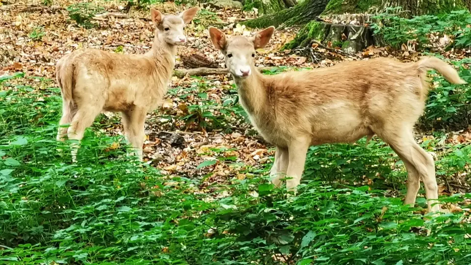 Wildgehege Moritzburg