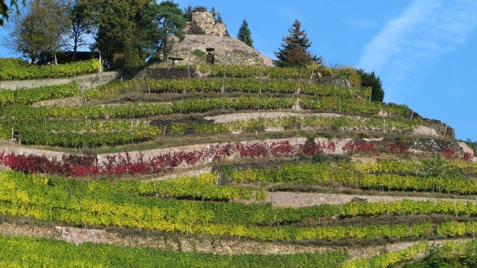 Weingut DREI HERREN