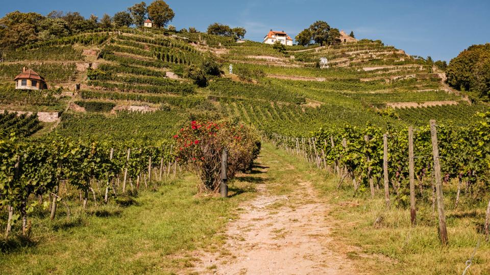 Weinberge-Tour – von Moritzburg zu den Weinbergen in Radebeul und Coswig