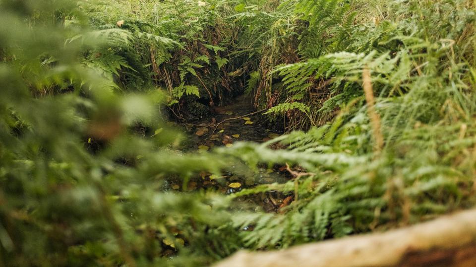 Die Röderradroute – Naturidylle entlang der Röder